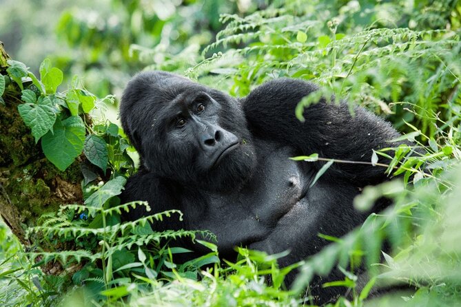 07-Days Murchison Falls, Queen Elizabeth & Gorillas Safari - Five details that define this Uganda safari