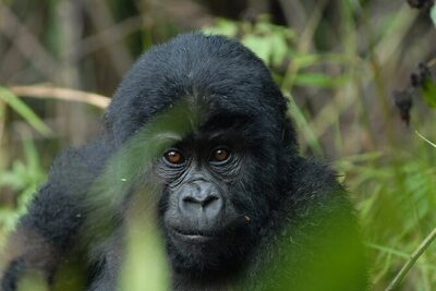 07-Days Murchison Falls, Queen Elizabeth & Gorillas Safari