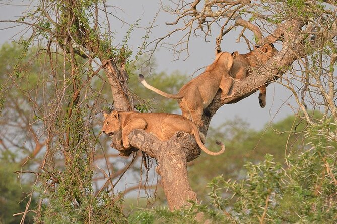 07-Days Murchison Falls, Queen Elizabeth & Gorillas Safari - Day 7: The long return to Entebbe