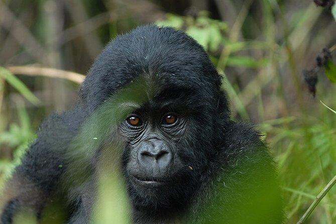 07-Days Murchison Falls, Queen Elizabeth & Gorillas Safari - Day 1: The long road to Murchison Falls