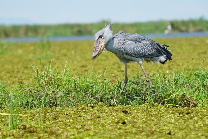 1/2 Mabamba Swamp Shoebill Tour - Key points to know before booking