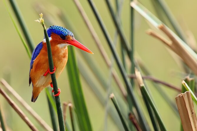 1/2 Mabamba Swamp Shoebill Tour - The shoebill search and what you may see