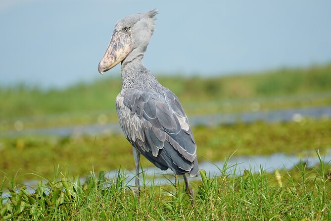 1/2 Mabamba Swamp Shoebill Tour - Why a private tour changes the experience