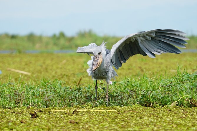 1/2 Mabamba Swamp Shoebill Tour - Is this suitable for you?