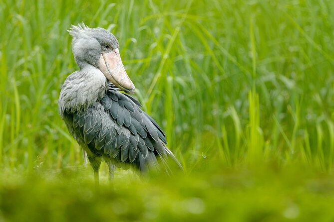 1/2 Mabamba Swamp Shoebill Tour - Reaching the swamp by wooden boat