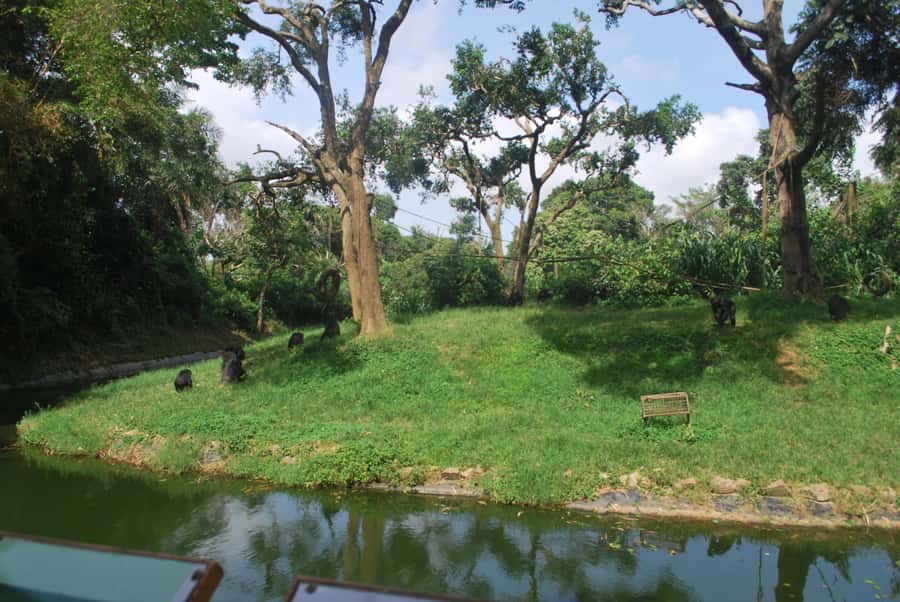 1-Day Best of Entebbe City Guided Walking Tour - Chimpanzee conservation and a route caveat