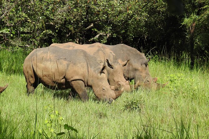 1 Day Budget Rhino Trekking at Ziwa Rhino Sanctuary - Arriving at Ziwa Rhino Sanctuary