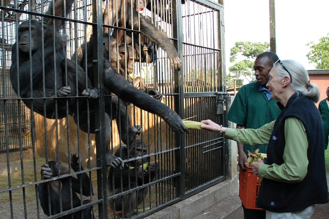 1 day Fishing and Chimpanzee Island tour - Leaving for Ngamba Island at 7:30 am