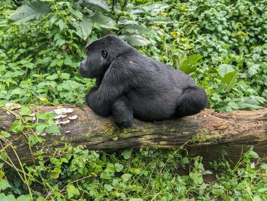 1 Day Gorilla Tour in Bwindi from Kigali - What This Kigali to Bwindi Trip Really Is