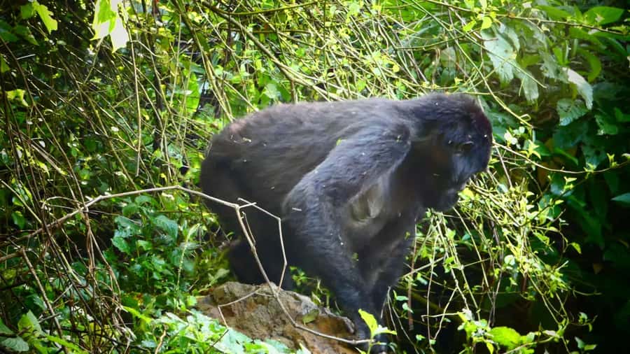 1 Day Gorilla Tour in Bwindi from Kigali - Bwindi’s Briefing Sets the Rules