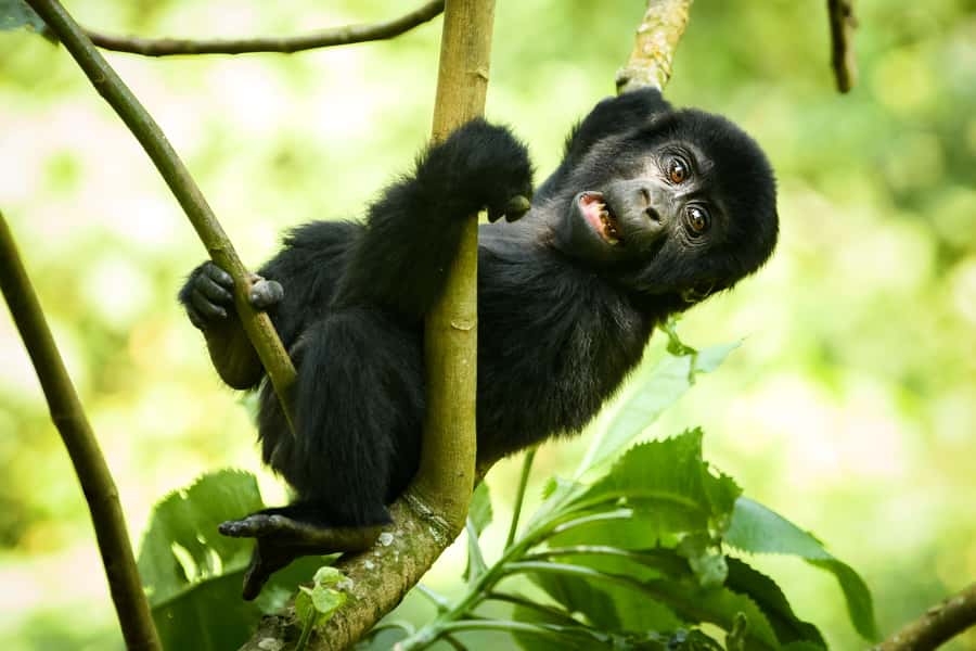 1 Day Gorilla Tour in Bwindi from Kigali - One Hour With the Mountain Gorillas