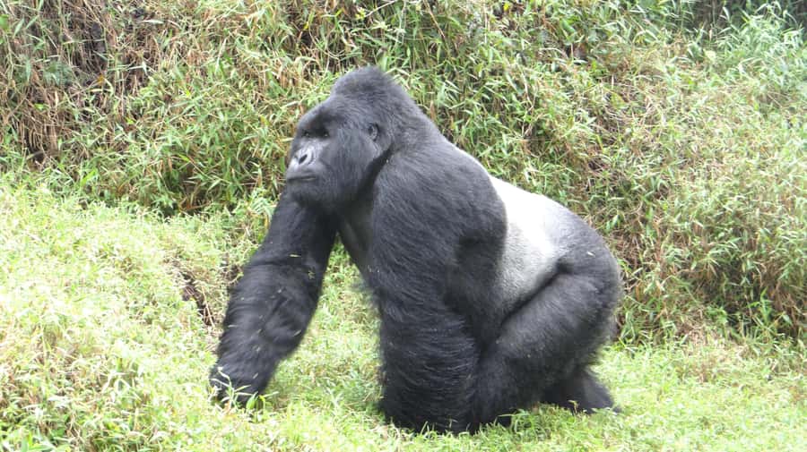 1 Day Gorilla Tour in Bwindi from Kigali - Is the $300 Price Good Value?