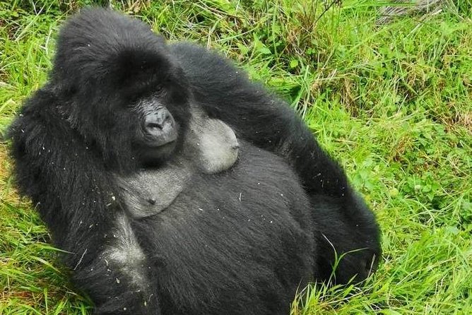 1 Day Gorilla Trekking Mgahinga Gorilla NP & Lake Bunyonyi - The ranger briefing and the start of the hike