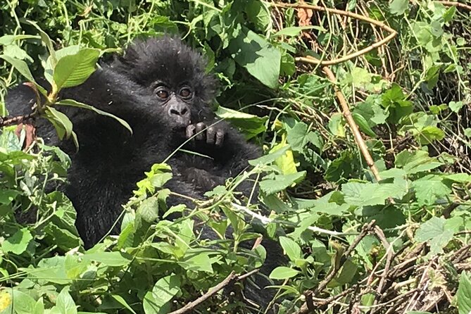 1 Day Gorilla Trekking Mgahinga Gorilla NP & Lake Bunyonyi - Finding the gorilla family in the forest