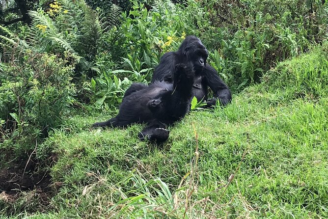 1 Day Gorilla Trekking Mgahinga Gorilla NP & Lake Bunyonyi - One hour with the gorillas