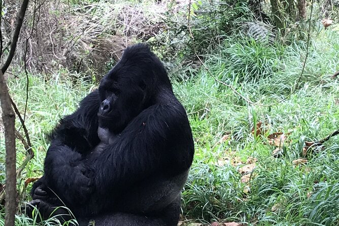 1 Day Gorilla Trekking Mgahinga Gorilla NP & Lake Bunyonyi - The people who shape the day