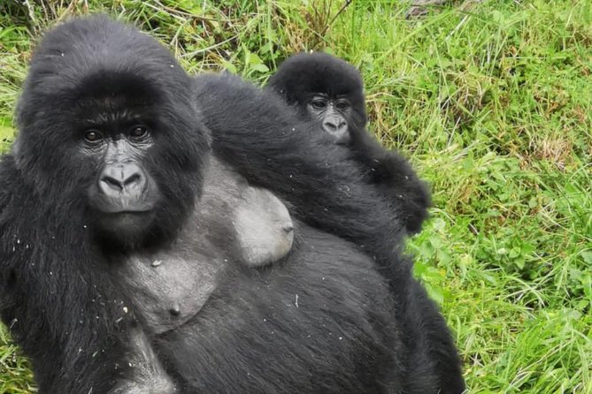 Mountain gorilla in the Bwindi Impenetrable Forest