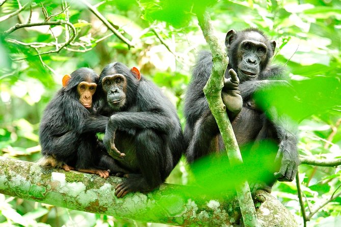 1 Day Kibale National Park - Key Points Before You Book