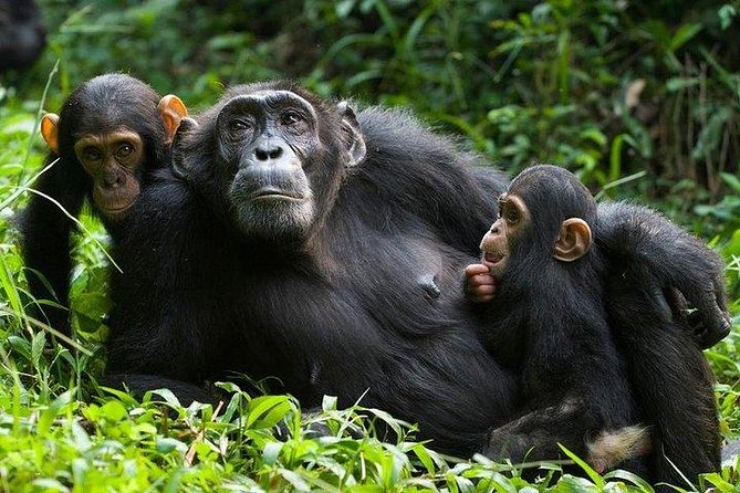 1 Day Kibale National Park - Following the Guides Toward Chimpanzees