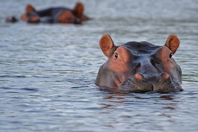 1 Day Lake Mburo National Park Short Safari from Kampala - Why Lake Mburo makes a good short safari