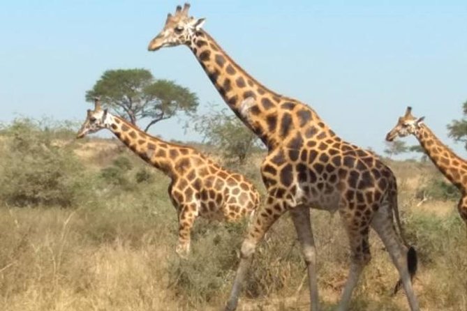 1 Day Lake Mburo National Park Short Safari from Kampala - The 6:00 am departure from Kampala