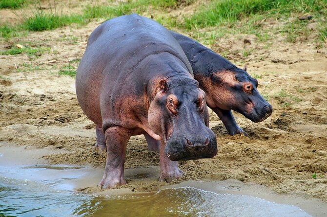 1 Day Lake Mburo National Park Short Safari from Kampala - Booking, cancellation, and practical checks