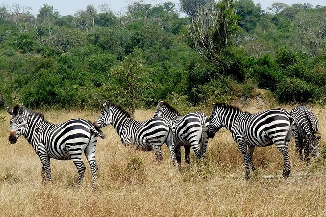 1 Day Lake Mburo National Park Short Safari from Kampala - How the operator’s service may affect your day