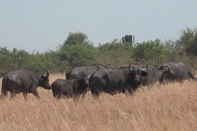 1 Day Lake Mburo Wildlife Safari - The biggest point to clarify: one day or several days