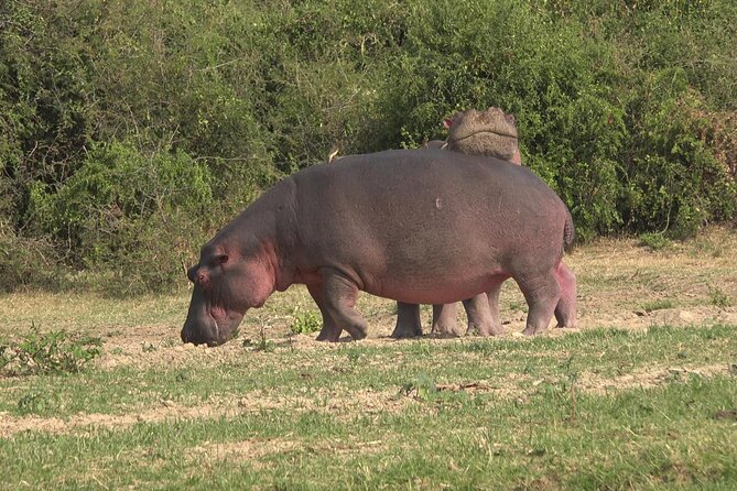 1 Day Lake Mburo Wildlife Safari - Who will enjoy this safari most?
