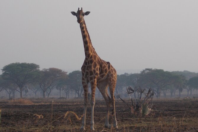 1 Day Lake Mburo Wildlife Safari - What you can expect inside Lake Mburo National Park
