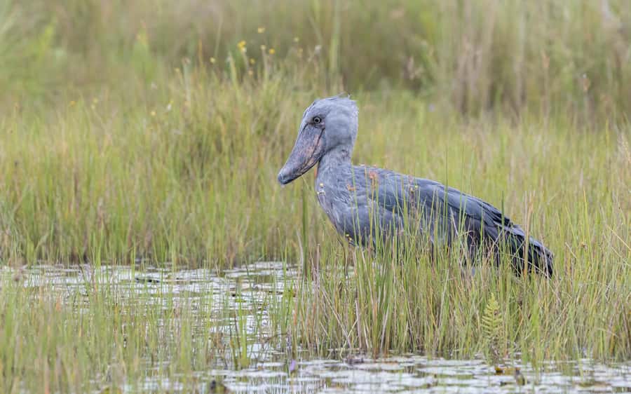 1-Day Mabamba Shoebill Birding Tour in Lake Victoria Entebbe - Key points at a glance