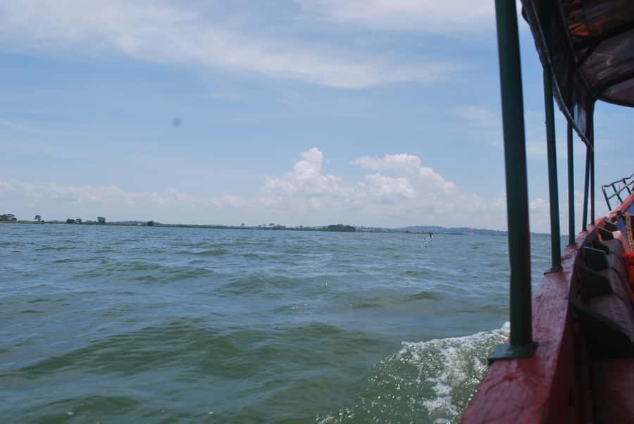 1-Day Mabamba Shoebill Birding Tour in Lake Victoria Entebbe - Why Mabamba makes a strong half-day from Entebbe