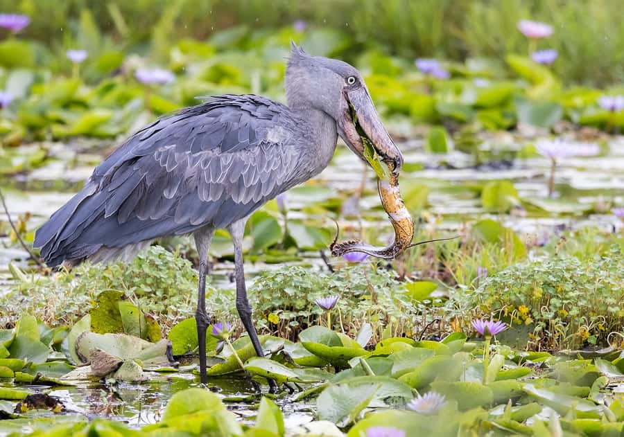 1-Day Mabamba Shoebill Birding Tour in Lake Victoria Entebbe - The early pickup and drive to Nakiwogo