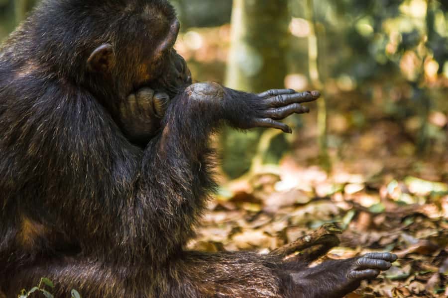 1-Day Ngamba Island chimpanzee tour - Key points to know before you book