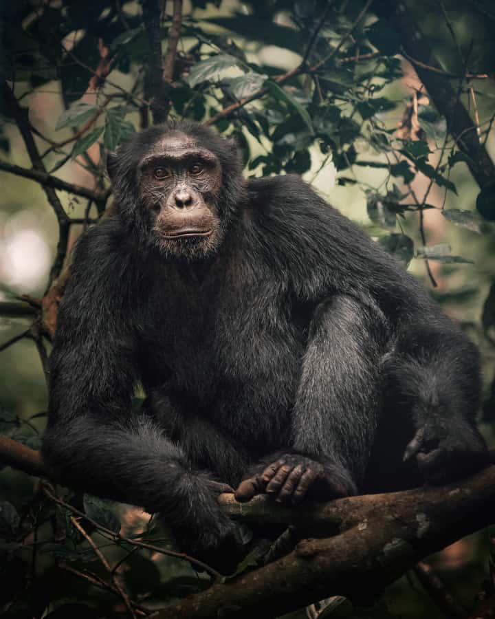 1-Day Ngamba Island chimpanzee tour - Leaving Entebbe for a 45-minute Lake Victoria cruise