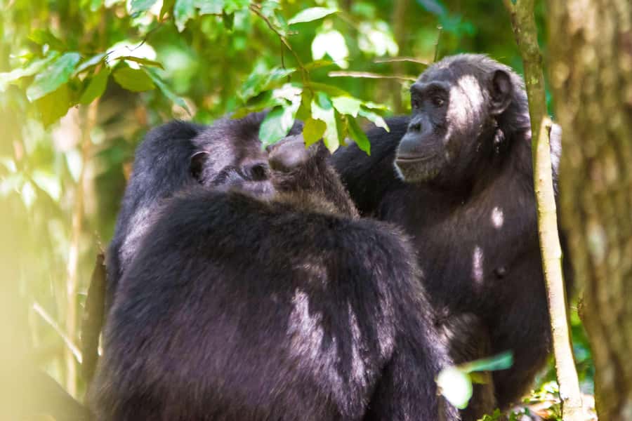 1-Day Ngamba Island chimpanzee tour - Watching chimpanzees feed from the raised platform
