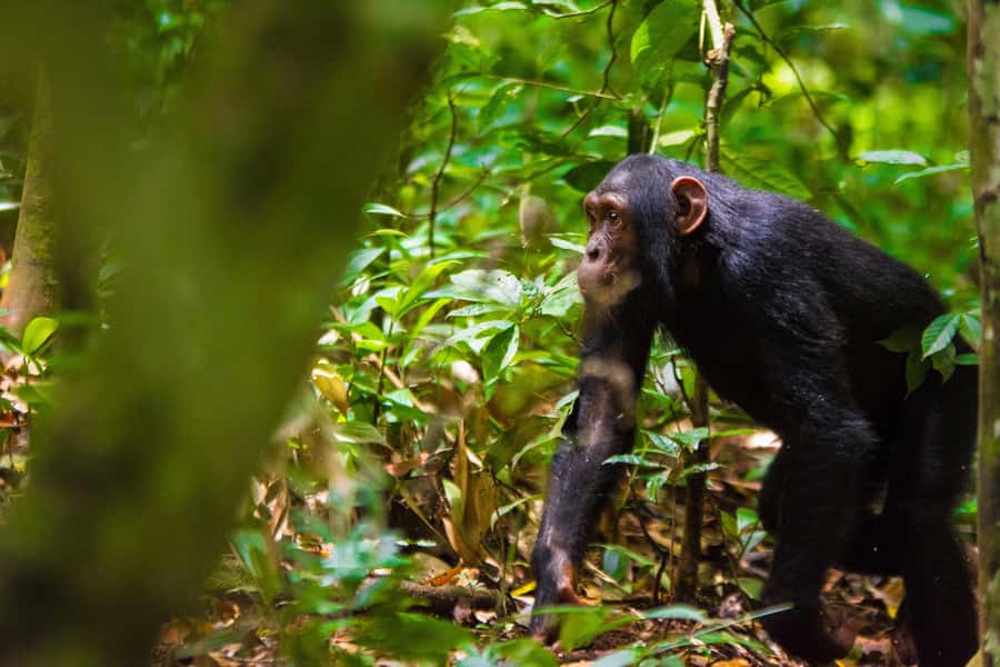 1-Day Ngamba Island chimpanzee tour - First stop: the Ngamba Island visitor center