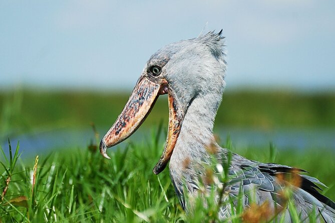 1 Day Shoebill Stork and Birding Experience - Key points at a glance