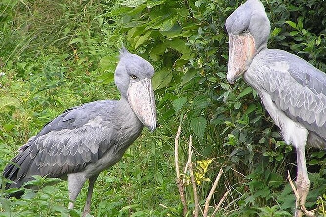 1 Day Shoebill Stork and Birding Experience - The early road from Kampala toward Entebbe