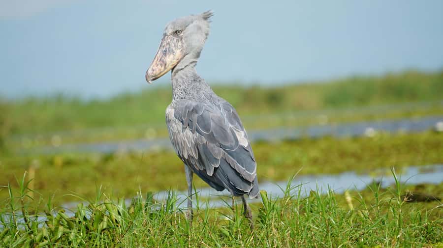 1-Day Shoebill Stork and Birding Experience - The Shoebill: A Bird Worth the Trip