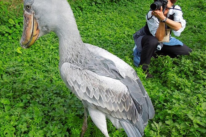 1-Day Shoebill Stork and Birding Experience - Paddling Through the Wetland
