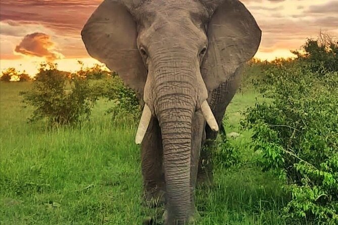 10-Day African Safari in Uganda from Kampala - Chimp tracking and the Bigodi-style swamp experience