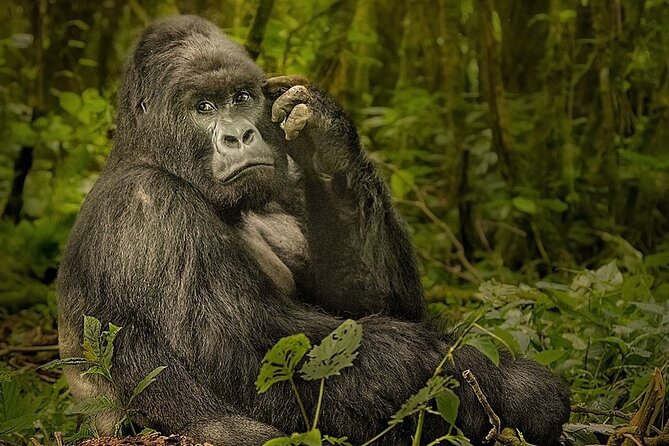 10-Day African Safari in Uganda from Kampala - Bwindi gorilla tracking, the trip’s central event