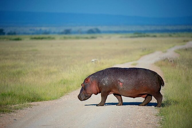10-Day African Safari in Uganda from Kampala - What $7,400 buys you