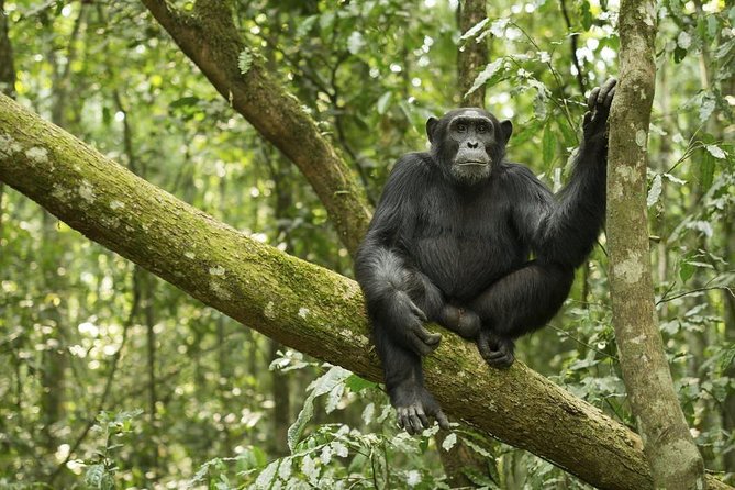 10 Day Best of Uganda Adventure Safari - Why this route works for a first Uganda safari