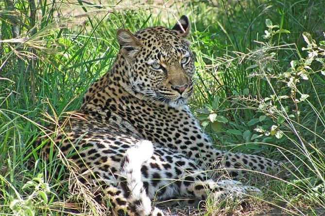 10 Day Best of Uganda Adventure Safari - Day 4: Queen Elizabeth game drive and Kazinga Channel