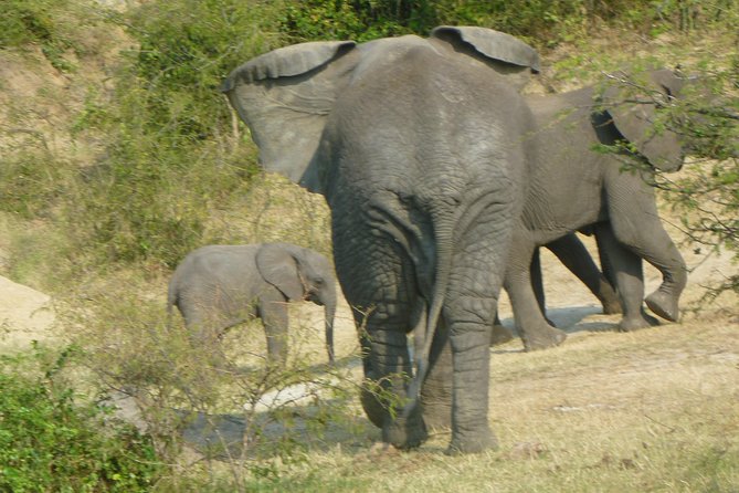 10 Day Best of Uganda Adventure Safari - Day 5: Ishasha, tree-climbing lions, and the road to Bwindi