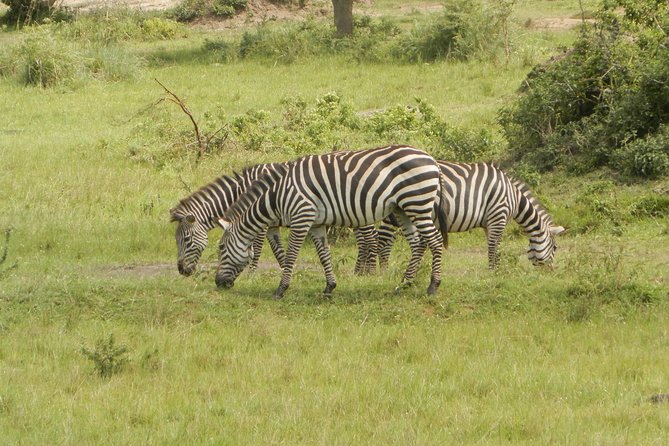 10 Day Best of Uganda Adventure Safari - Days 7 and 8: Lake Mburo’s smaller scale