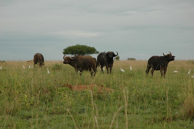 10 Day Best of Uganda Adventure Safari - Day 9: A final walk, a lake cruise, and Entebbe