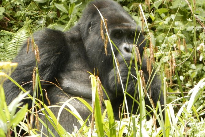 10 Day Best of Uganda Adventure Safari - Day 1: Entebbe arrival and a short start in Kampala